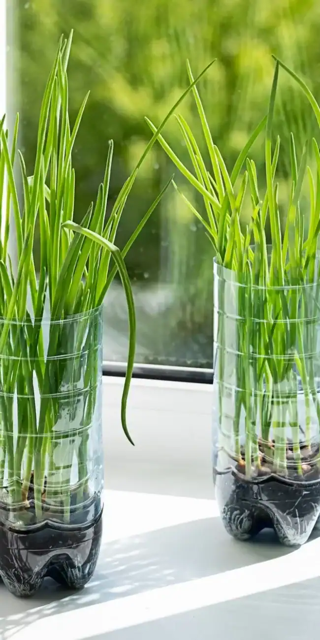 Growing green onion in recycled plastic bottle. Reusing plastic container for plant cultivation.