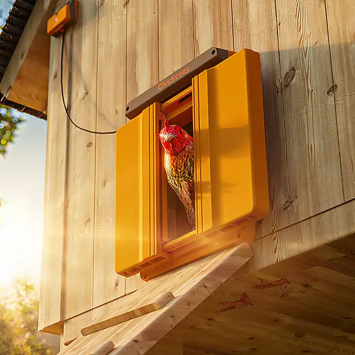 Chickcozy Solar Automatic Chicken Door: The Safety Upgrade Your Flock Deserves 1 Chickcozy solar automatic chicken door