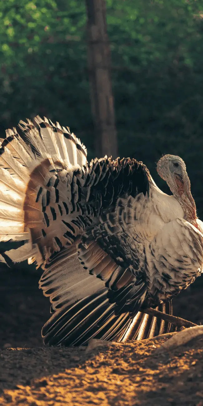 Heritage vs Broad-Breasted Turkeys