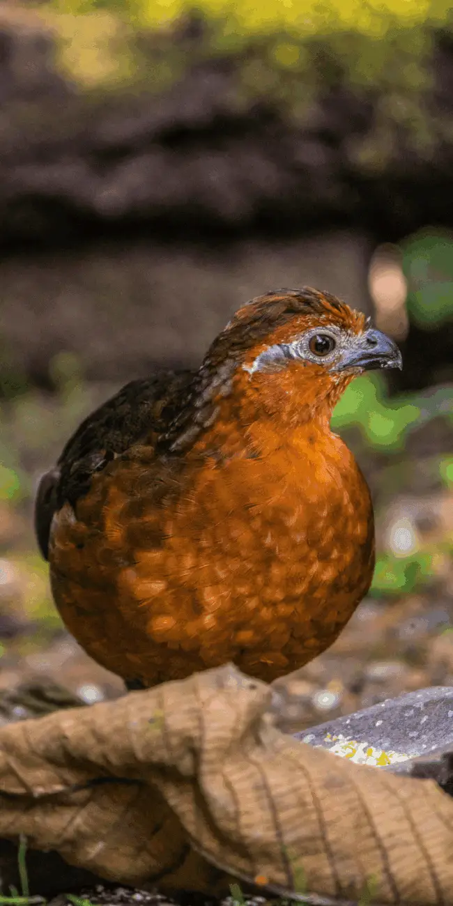 how to start raising quail