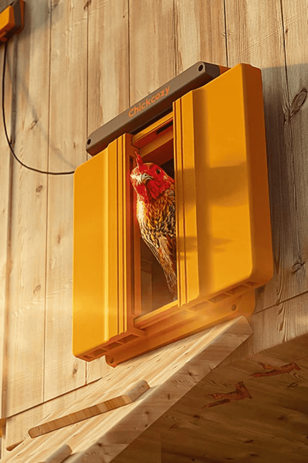 Solar automatic chicken door