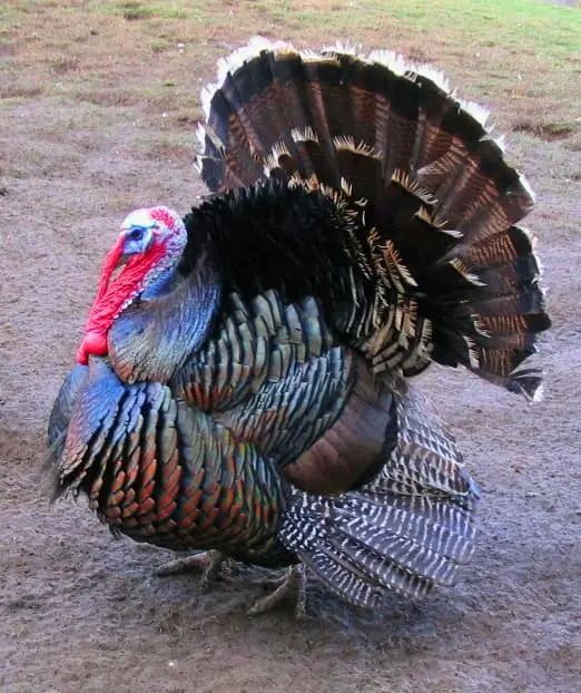Heritage Vs Broad-Breasted Turkeys: What’s The Difference? 3 Bronze broad-breasted turkey