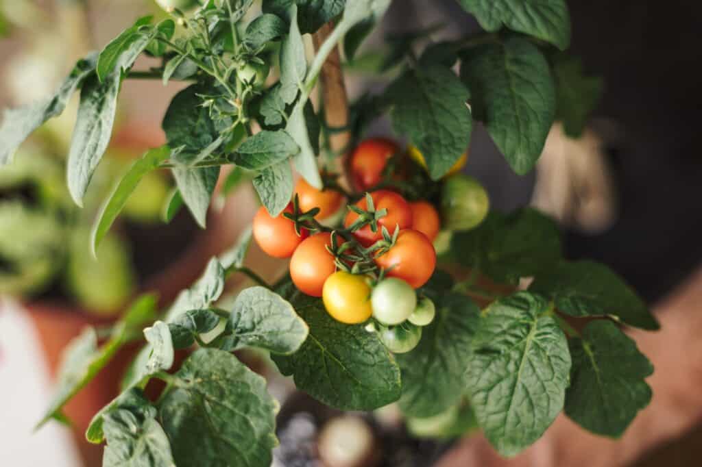 Tiered Garden Planters For Small-Space Harvests 5 Close up view of a home farming cherry tomato plant with small red tomatoes