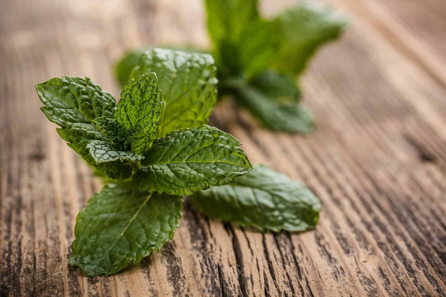 Fresh mint