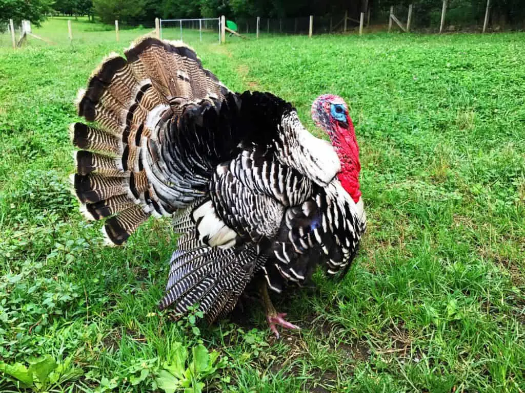 Heritage Vs Broad-Breasted Turkeys: What’s The Difference? 1 Full grown live turkey walking through the farm all puffed up and showing off. Heritage vs broad-breasted turkeys