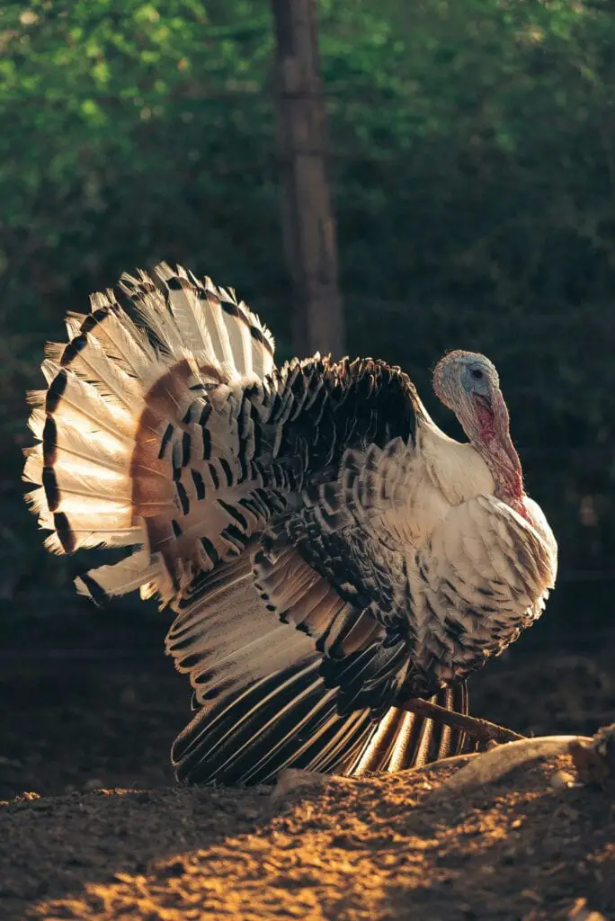 Heritage Vs Broad-Breasted Turkeys: What’s The Difference? 2 Royal palm heritage turkey heritage vs broad-breasted turkeys
