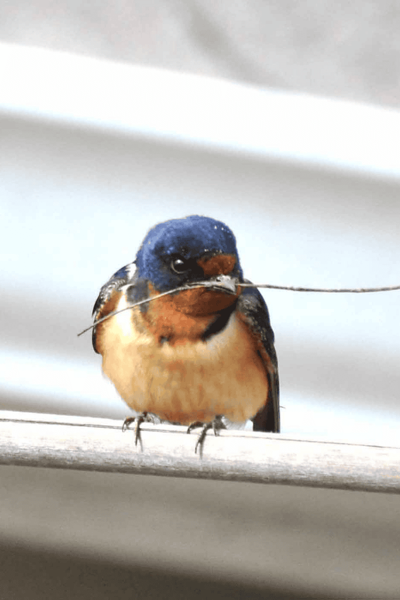 Barn swallows