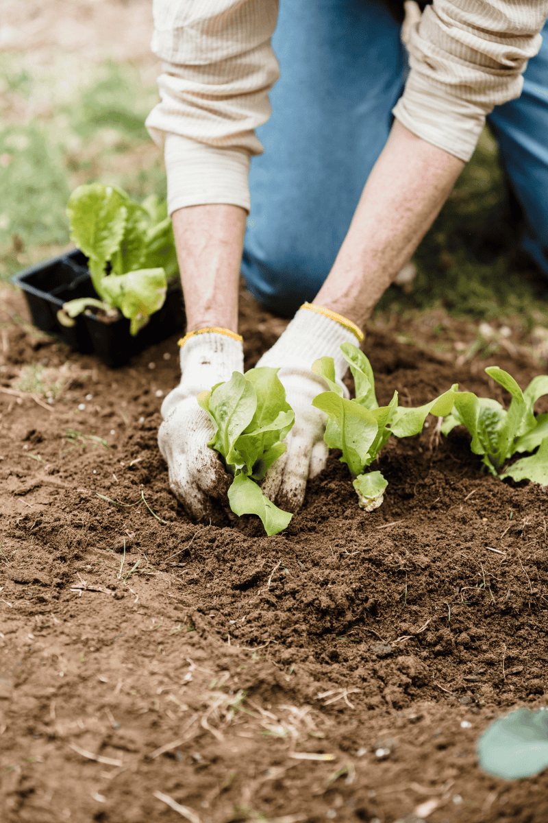 What to plant in september