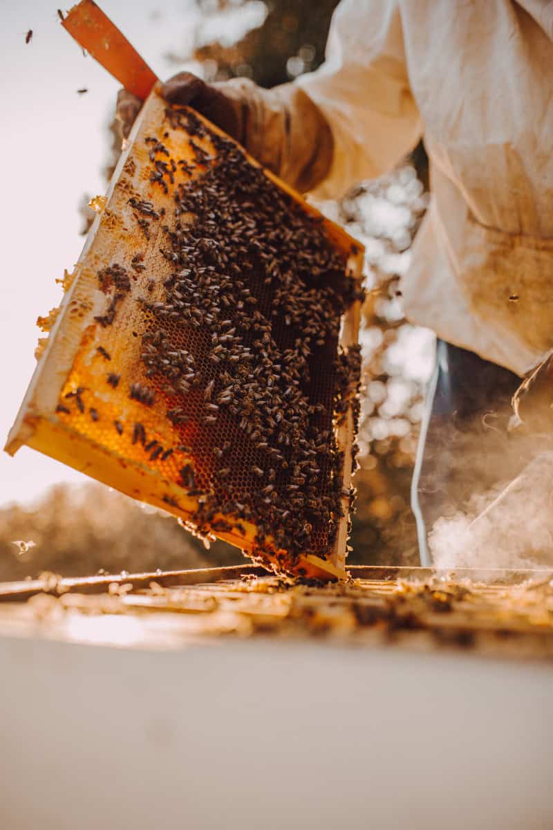 Beekeeping equipment