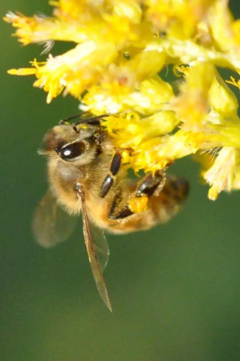 Bee on goldenrod honey