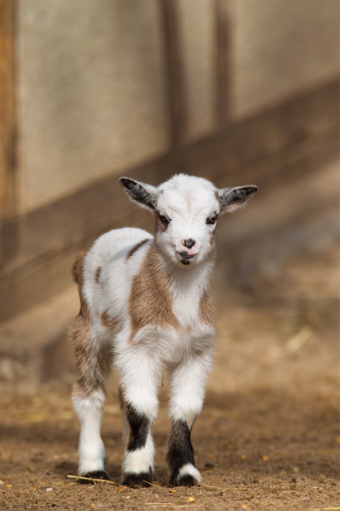 How to start raising goats