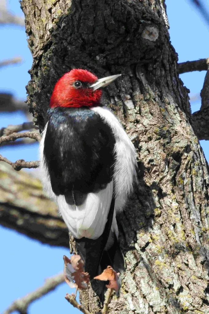 Red headed woodpecker