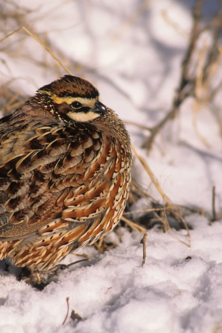 Raising quail in winter