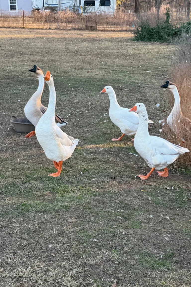 Geese as an alarm system on the homestead