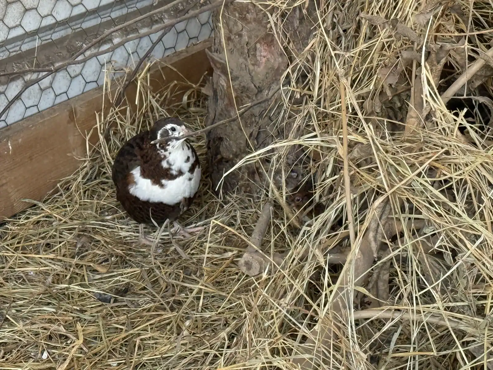 Quail flock settled into their winter aviary