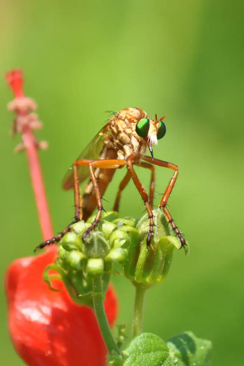 Close-up of a robber fly perched on a vibrant red berry with green foliage in the background, showcasing the insect's detailed anatomy and natural habitat.