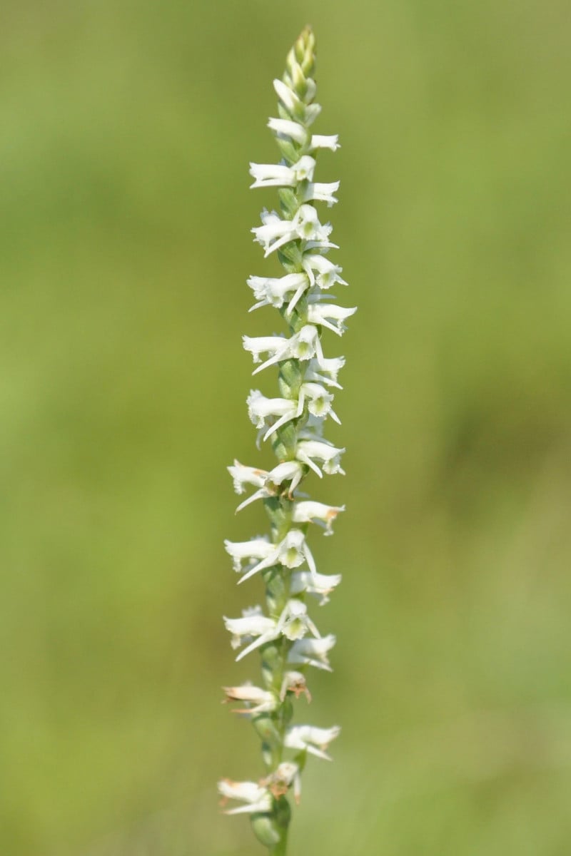 Prairie orchids
