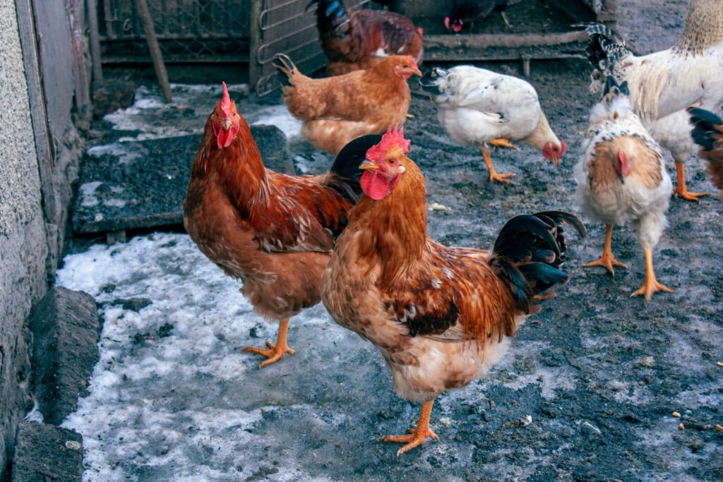 What to do on the homestead each month chickens in the snow