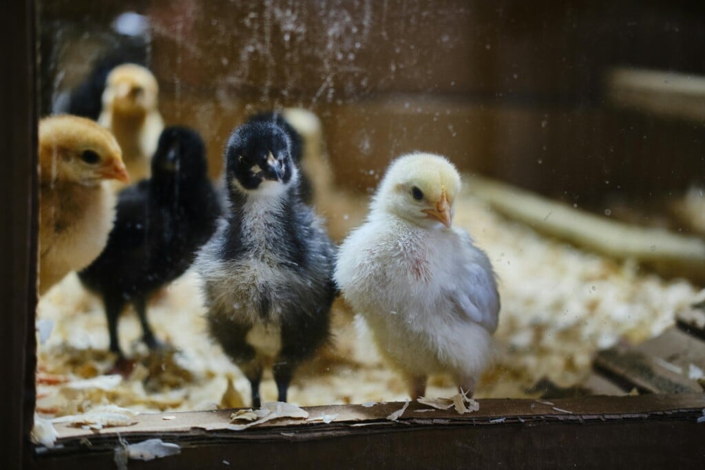 Close-up of cute fluffy chicks inside a brooder cage. Great for farm and animal themes.