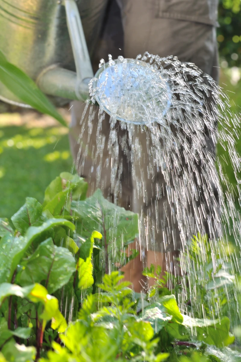 Watering a lush vegetable garden with a metal watering can, focusing on healthy green plants and vibrant growth, ideal for sustainable gardening and organic food production.
