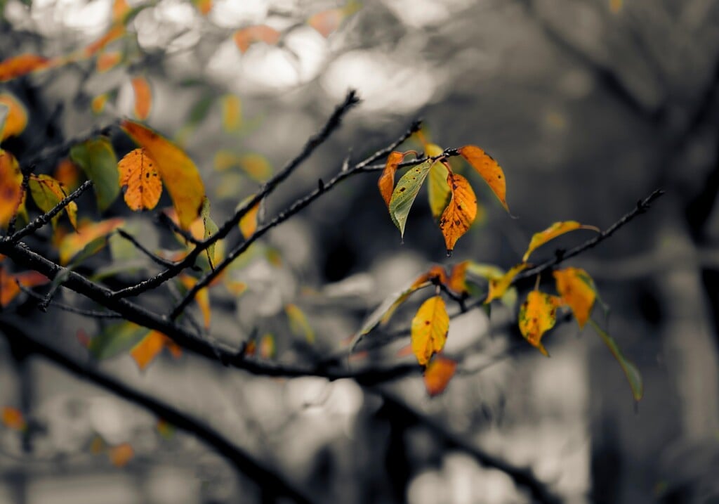 Leaves, branches, autumn, tree, nature, plant, fall, foliage, branches, autumn, autumn, autumn, autumn, autumn, tree, nature, nature, nature, fall