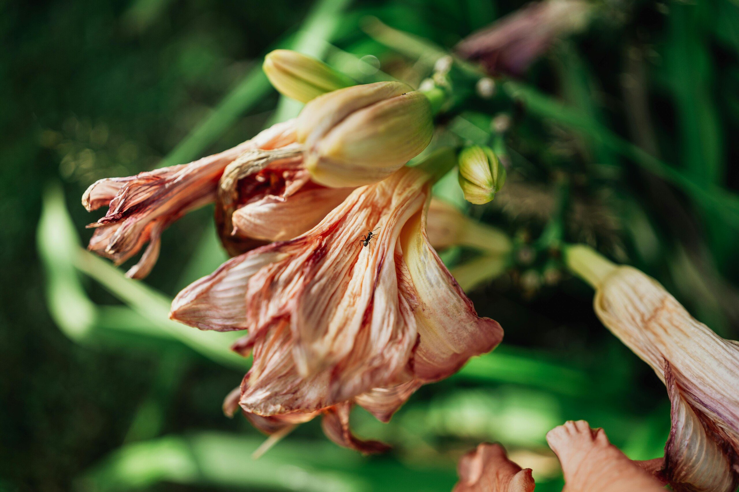 A detailed close-up of a wilted lily flower with an ant crawling on it.