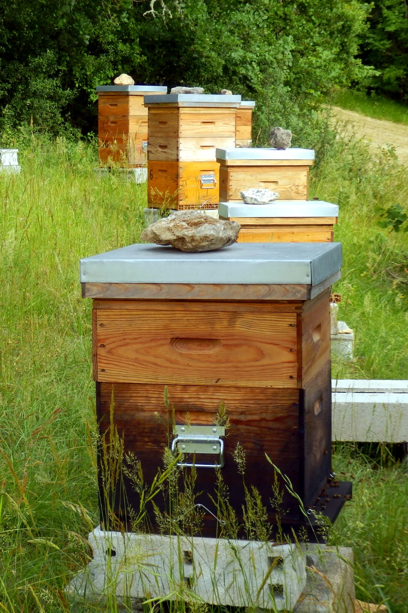 Wooden langstroth beehives with metal roofs and rocks on top, set in a lush green field for sustainable beekeeping.