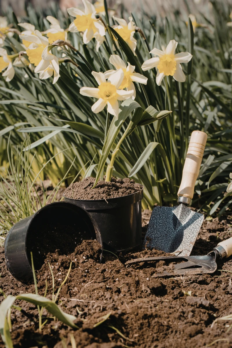 Daffodils blooming in a garden bed with soil, gardening trowel, and pot, illustrating soil preparation for spring planting.