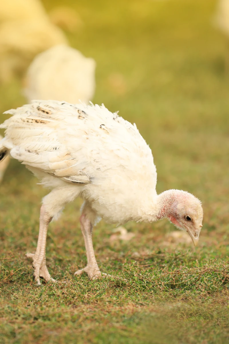 Young turkey poult pecking at the grass, preparing for life on the farm.