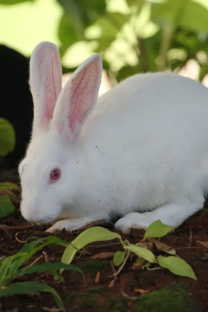 Raising meat rabbits