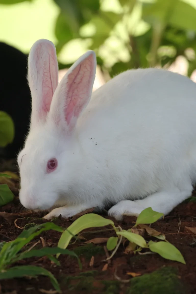Raising meat rabbits