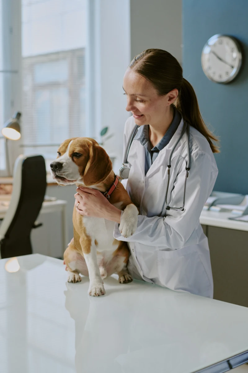 Choosing the best newport beach animal hospital: essential guide for pet owners in 2026