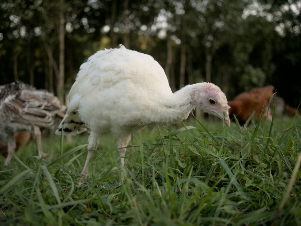 A white turkey grazes in a grassy field.