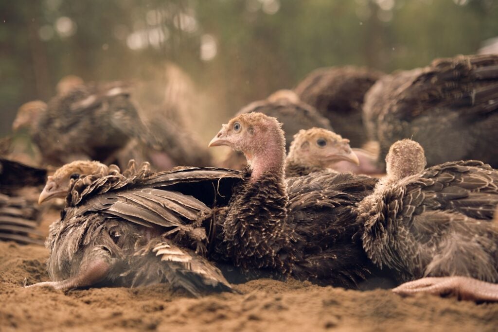 A bunch of birds that are sitting in the dirt