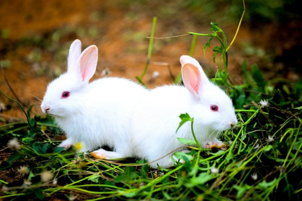 Raising Meat Rabbits: A Realistic Breakdown Of Expenses And Labor 1 White rabbit on green grass during daytime raising meat rabbits