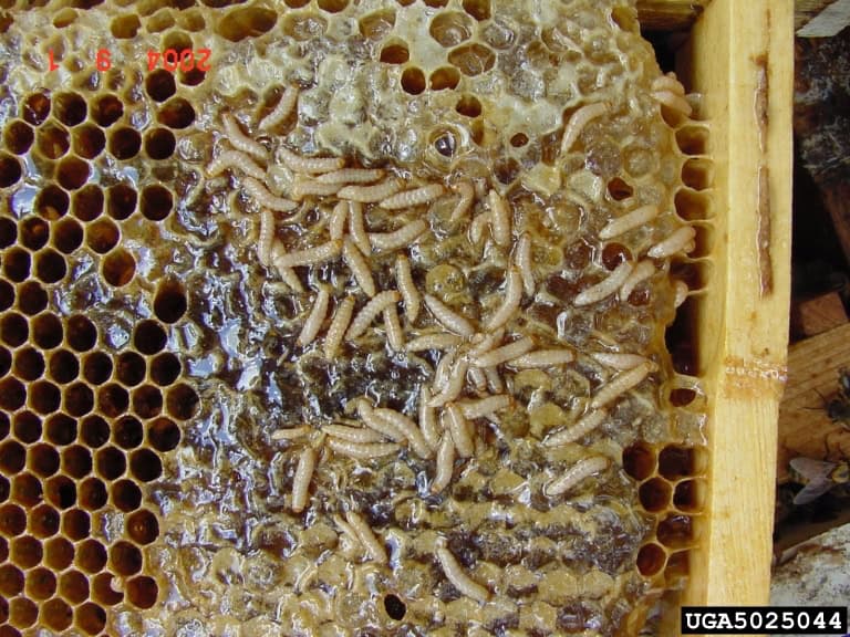 Small hive beetles
