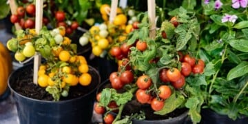How to grow tomatoes in pots