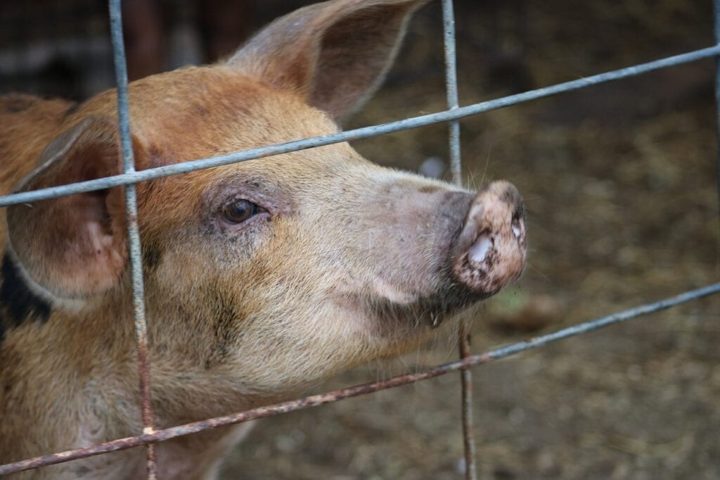 Pig, animal, farm, mammal, funny, snout, cute, piglet, nature, fence, domestic, babe, wilbur, curious, livestock pig fencing