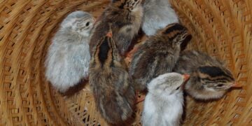 Guinea keets, guineas, guinea foul, poultry, chicks, guinea-fowl, fowl, bird, feather, guineafowl, baby, newborn, domestic, animal, hen, guineahen, nature, white, farm, livestock, brood