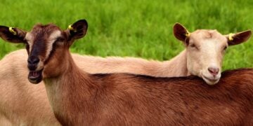 Goats, young, pasture, meadow, brown, white, brown goat, white goat, together, friends, lean on, curiosity, domestic goat, young goats, mammal, fur, domestic animal, smooch, creature, goats, goats, goats, goats, goats
