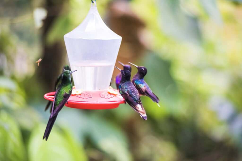 Hummingbirds at a hummingbird feeder at mashpi lod 2026 03 09 03 26 39 utc large