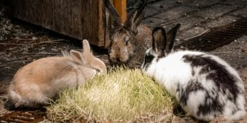Three cute rabbits enjoying fresh grass in a farm setting, showcasing natural wildlife behavior.