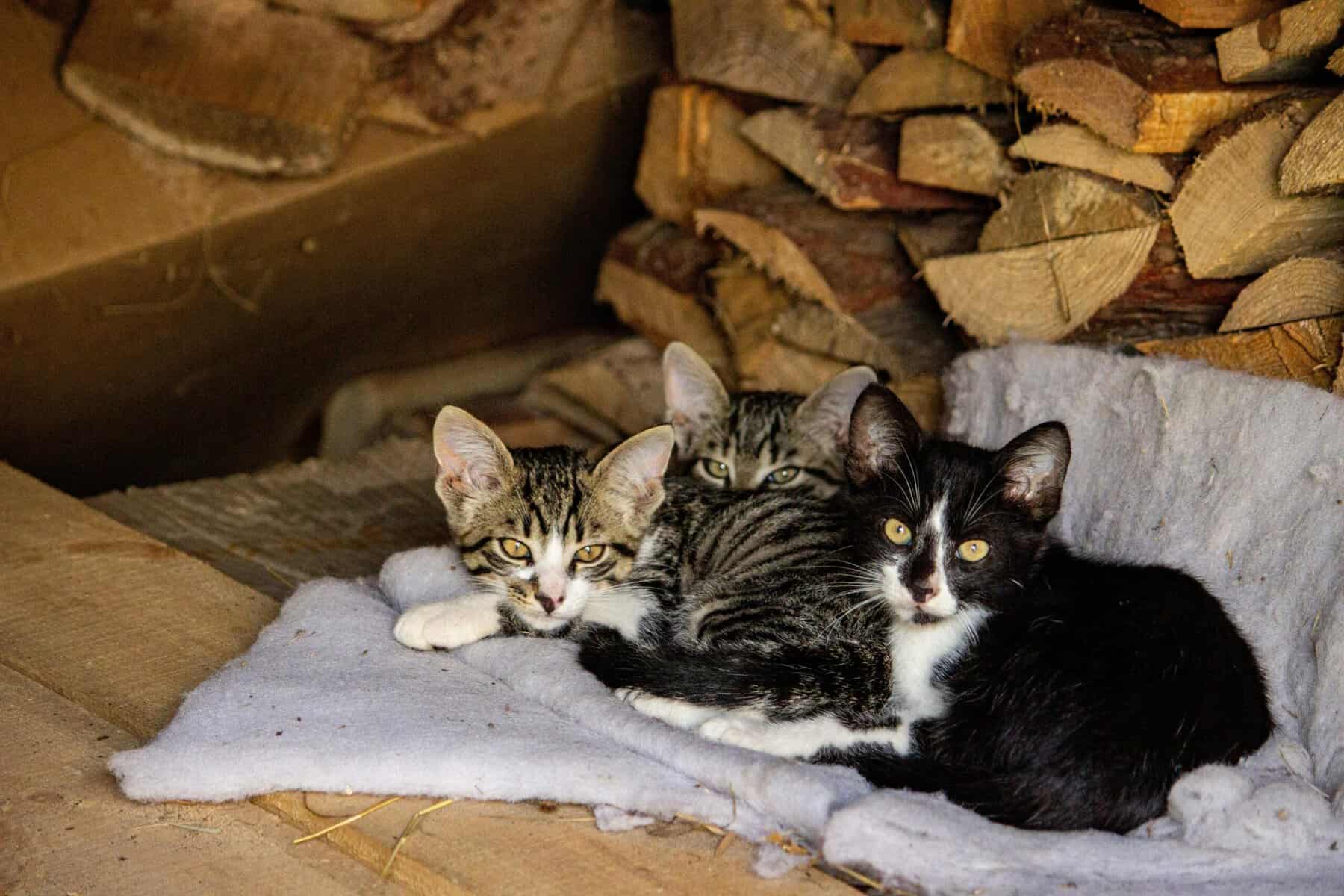 Three young cats resting together beside a rustic woodpile