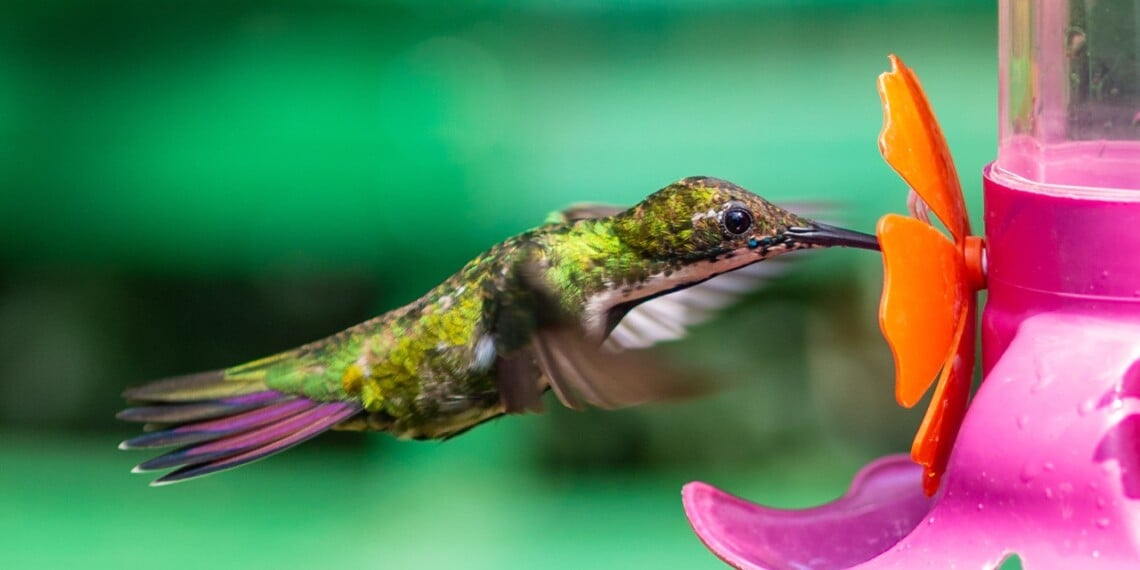 Homemade hummingbird food hummingbird at feeder