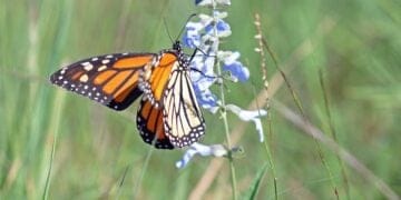 Nature Note: The Monarch Butterfly Lifecycle 12 Nature note: the monarch butterfly lifecycle