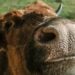 A close-up of a brown cow's face with focus on its textured muzzle and horns.