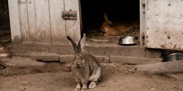 Two rabbits in a cozy outdoor hutch, one outside and one relaxing inside.