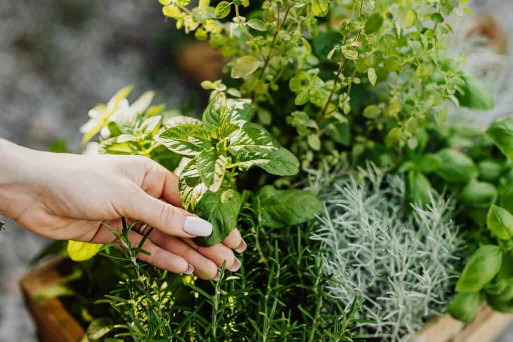A hand delicately holds fresh herbs including mint and rosemary from a lush garden. How to dry herbs