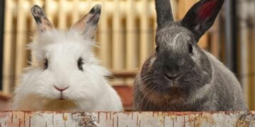 Charming close-up of two rabbits behind a decorative log indoors with soft lighting.