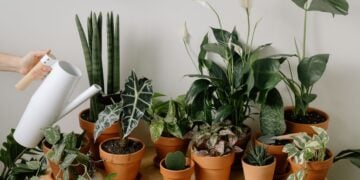 A collection of indoor plants being watered by hand, enhancing home decor.
